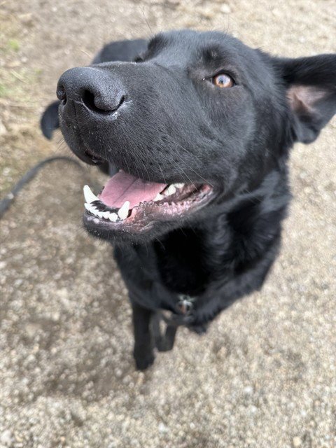 ARCHER - Labrador Retriever available for adoption