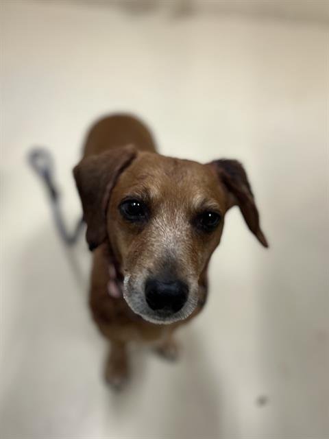 PUPPERONI - Dachshund available for adoption