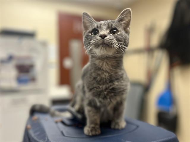 BRAWN - Domestic Short Hair available for adoption