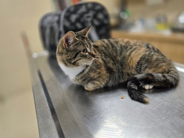 FRAULEIN - Domestic Long Hair available for adoption