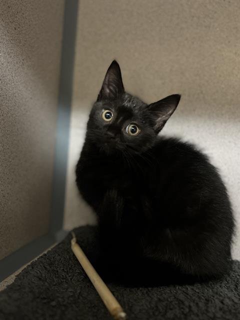 BUBBLEGUM - Domestic Short Hair available for adoption