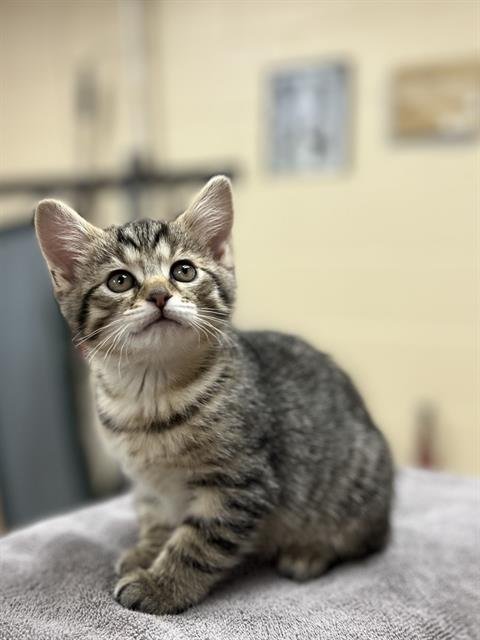 PEBBLES - Domestic Short Hair available for adoption