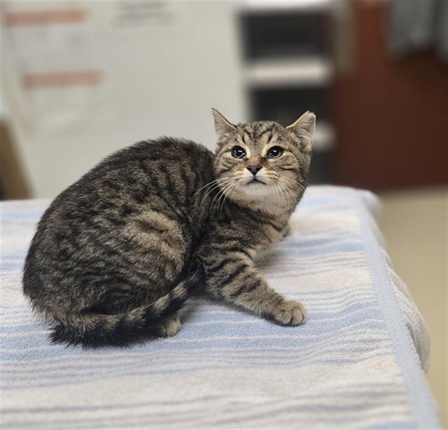 CADET - Domestic Short Hair available for adoption