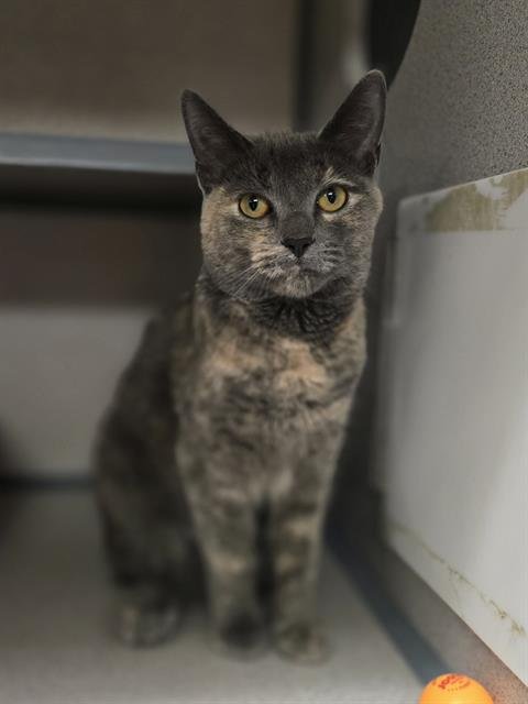 BLUEBERRY CHEESECAKE - Domestic Short Hair available for adoption