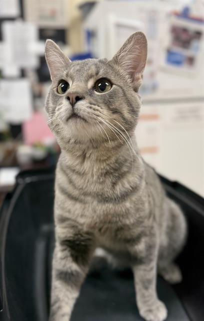 SHADOW - Domestic Short Hair available for adoption