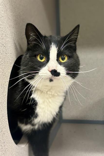 LILLIBETT - Domestic Short Hair available for adoption