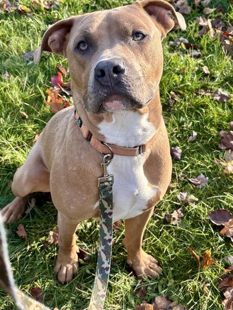 MACK - Pit Bull Terrier available for adoption