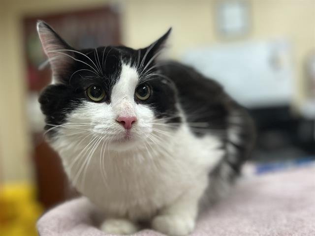 CUSTARD - Domestic Long Hair available for adoption