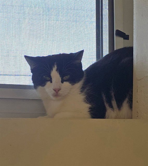 BLUEBERRY MUFFIN - Domestic Short Hair available for adoption