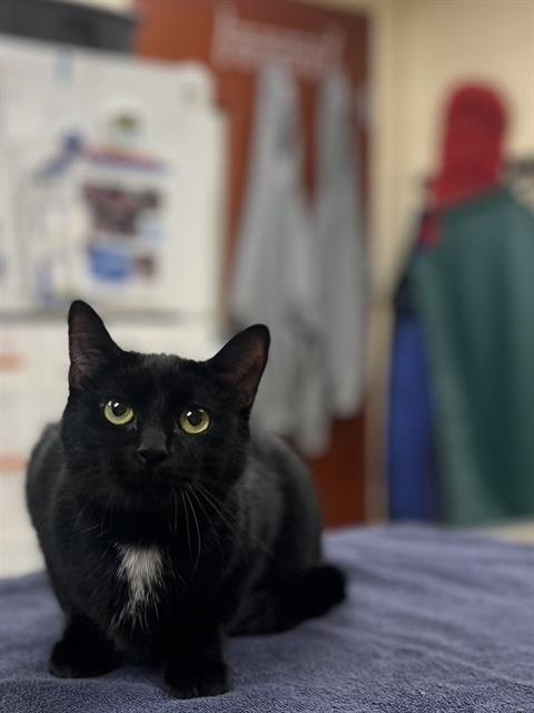 EEVEE - Domestic Short Hair available for adoption