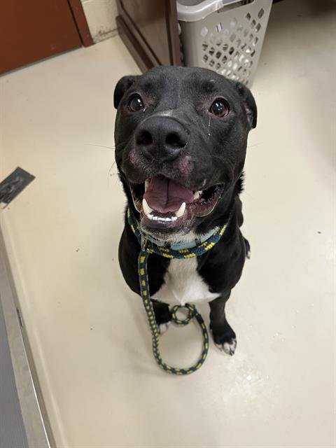 HERBIE - Pit Bull Terrier available for adoption