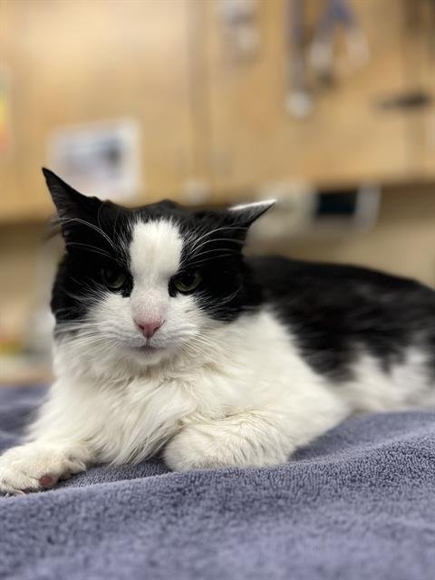 HOPE - Domestic Short Hair available for adoption