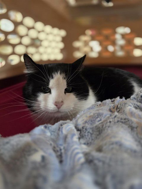 BOB - Domestic Short Hair available for adoption