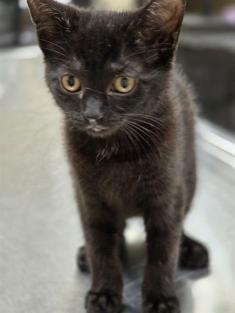 PRINCESS PEACH - Domestic Short Hair available for adoption