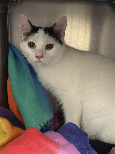 HOLSTEIN - Domestic Short Hair available for adoption