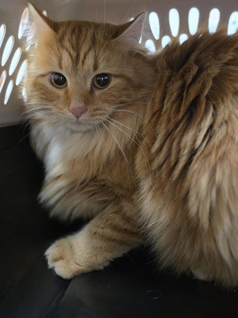 SHORTY - Domestic Long Hair available for adoption