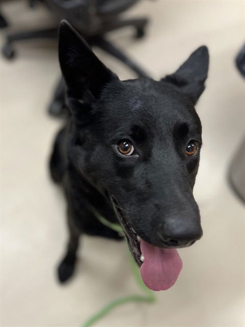 CLIVE - German Shepherd Dog available for adoption