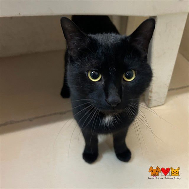 JOEY - Domestic Short Hair available for adoption