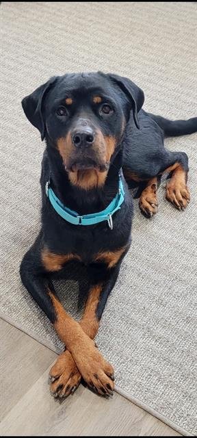 EMBER - Rottweiler available for adoption