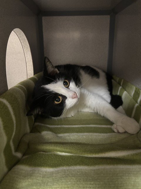 HERMIT CRAB - Domestic Short Hair available for adoption