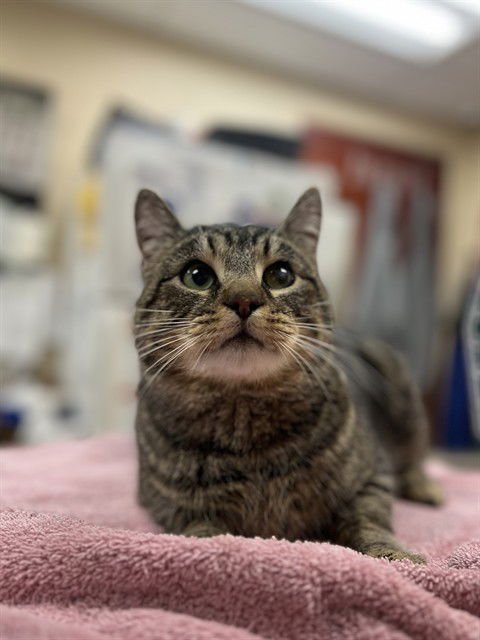 TUCKER - Domestic Short Hair available for adoption