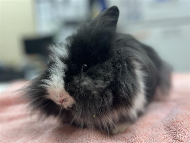 FIFI LA FUME - Lionhead available for adoption