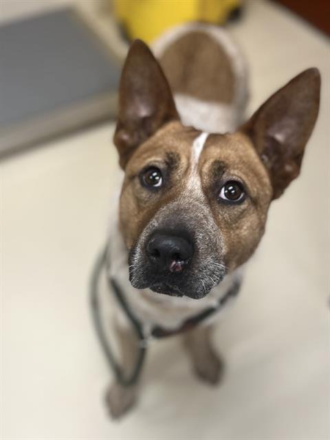 JOLENE - Australian Cattle Dog/Blue Heeler available for adoption