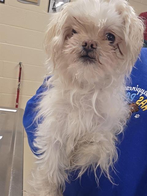 SWIFFER - Shih Tzu available for adoption