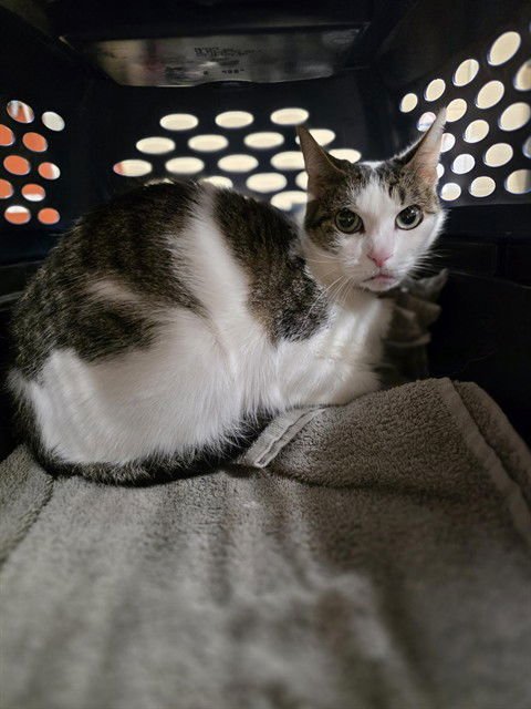 PATCHES - Domestic Short Hair available for adoption