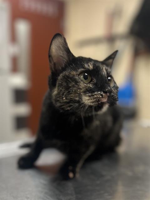 ZIZZA - Domestic Short Hair available for adoption