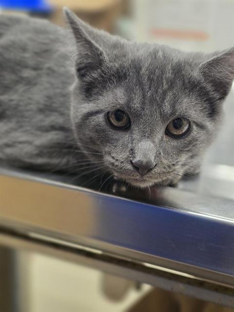 ALFREDO - Domestic Short Hair available for adoption