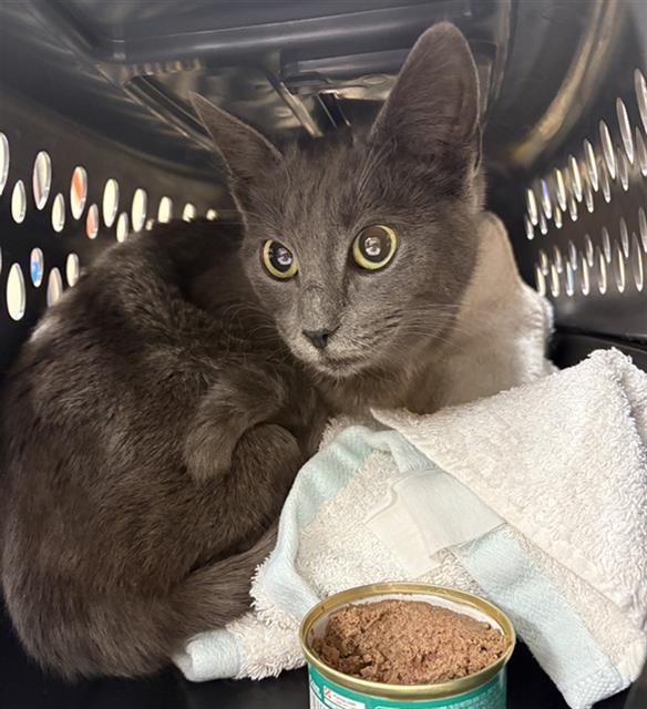 TOPAZ - Domestic Short Hair available for adoption