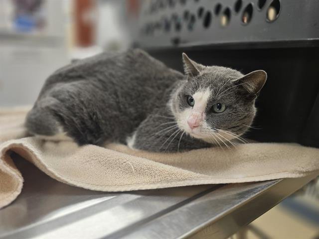 TUNA - Domestic Short Hair available for adoption