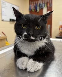 THUNDERBIRD - Photo 1