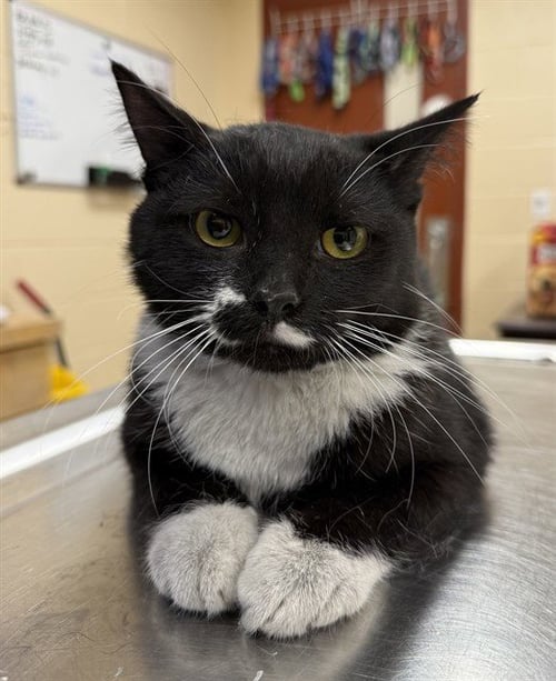 THUNDERBIRD - Domestic Short Hair available for adoption