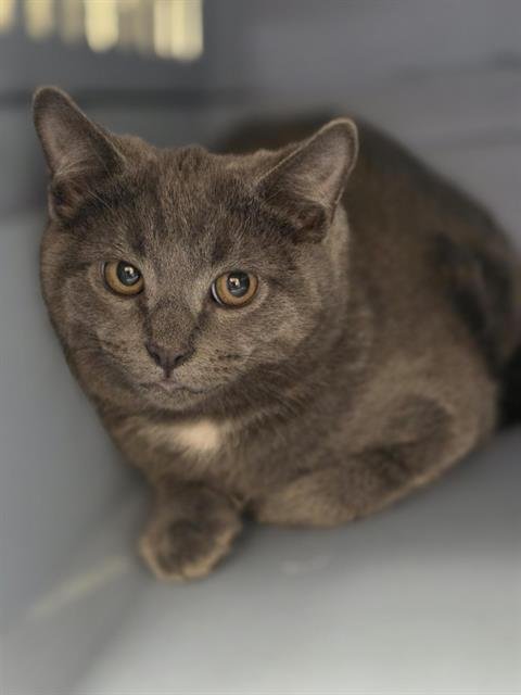 MARINARA - Domestic Short Hair available for adoption