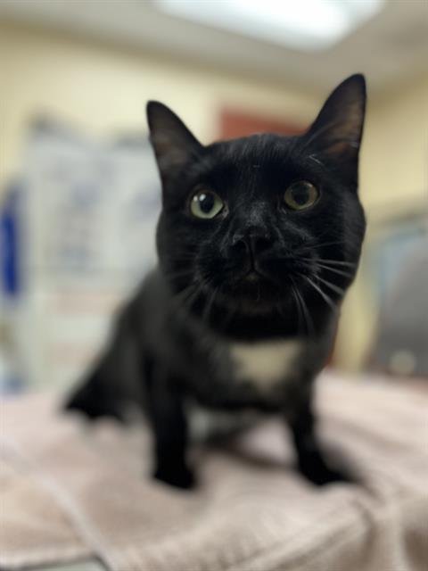 HUCKLEBERRY PIE - Domestic Short Hair available for adoption