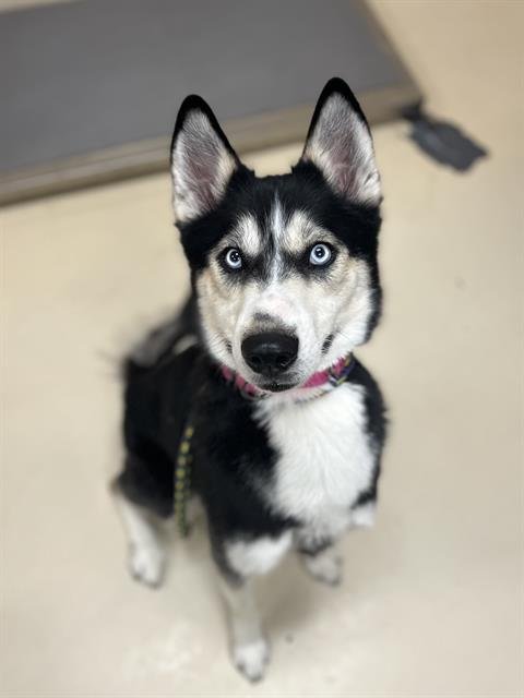 VANS - Husky available for adoption