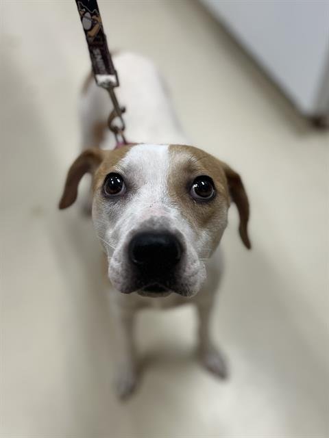 ALICE - Beagle available for adoption