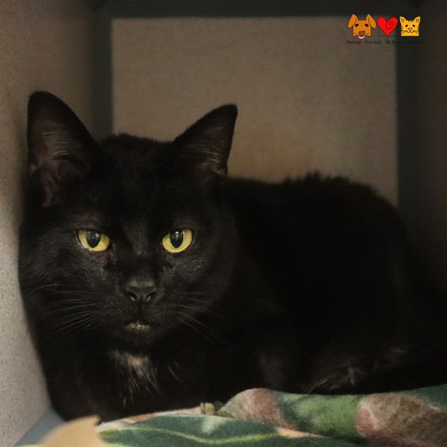 LITTLE MERMAID - Domestic Short Hair available for adoption