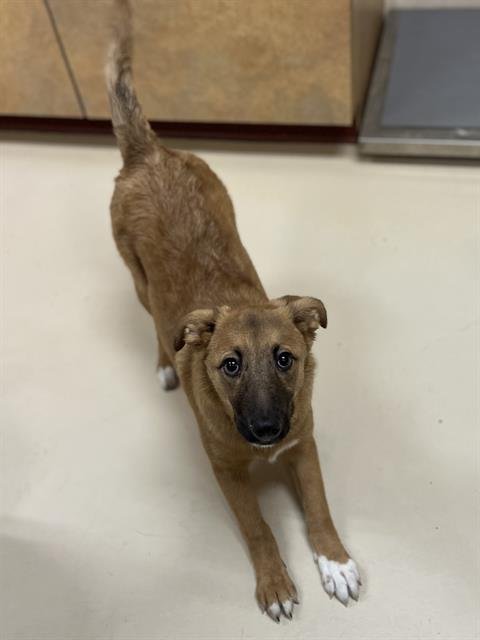 POPPY - German Shepherd Dog available for adoption