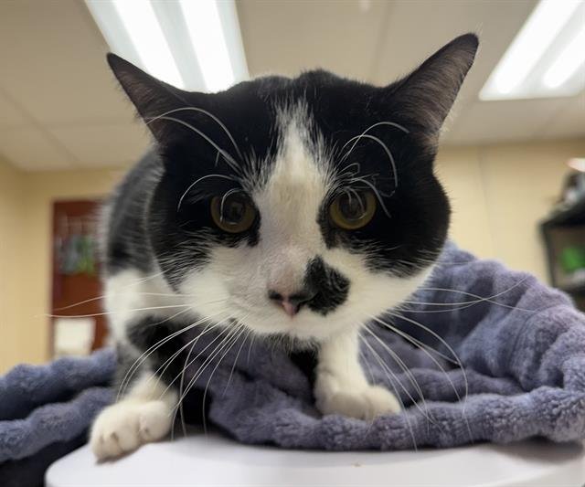 CRUX - Domestic Short Hair available for adoption