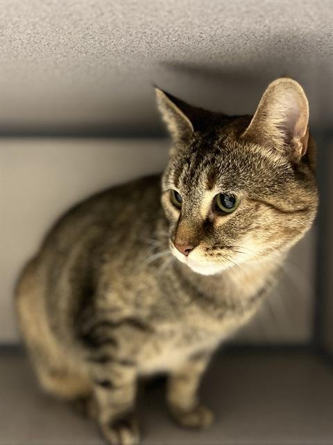 LUCY - Domestic Short Hair available for adoption