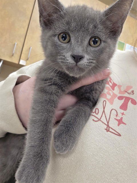 MARIO - Domestic Short Hair available for adoption