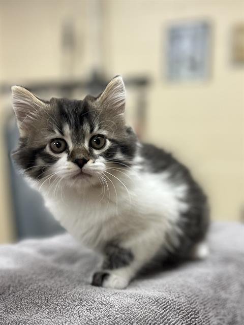 OPHELIA - Domestic Medium Hair available for adoption