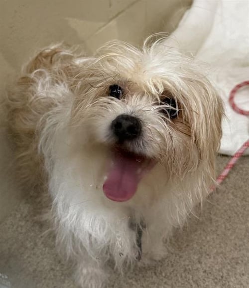 LOU - Maltese / Yorkshire Terrier Yorkie available for adoption