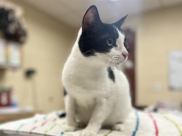 BLUE BELL - Domestic Short Hair available for adoption