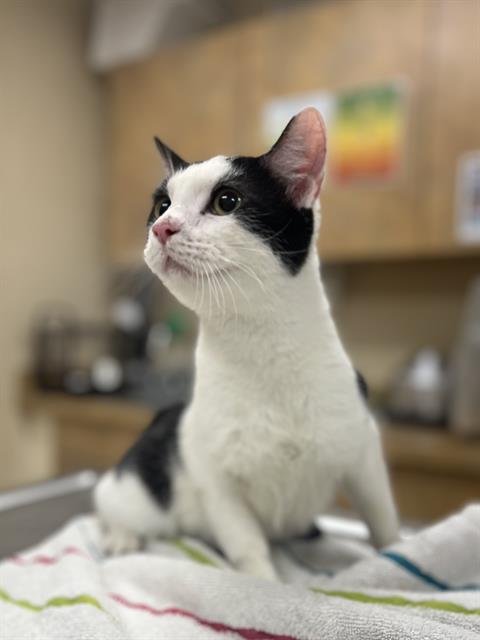 MURRAY - Domestic Short Hair available for adoption