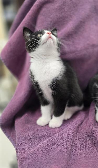 WINSTON - Domestic Short Hair available for adoption