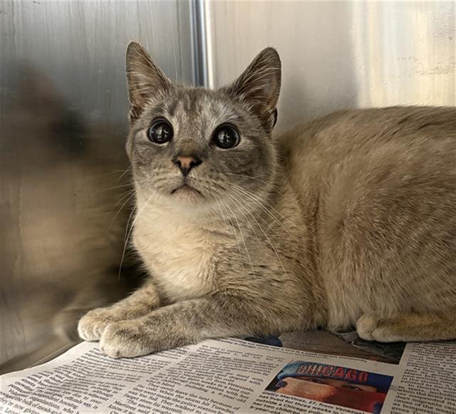 WILHELMINA - Domestic Short Hair available for adoption